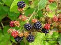 2006-0726blackberries